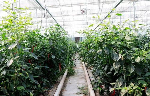 有機蔬果種苗培育 植物工廠化繁育步入發展快車道