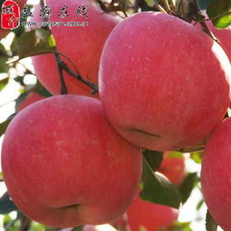 鹽源縣新農通果蔬種植專業合作社 匠心耕耘，孕育高原水果新篇章